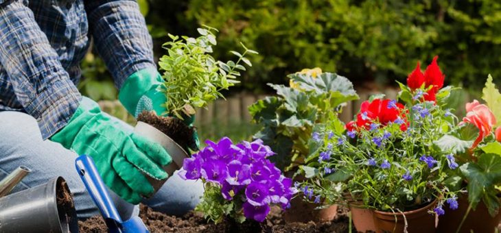 Comment planter des fleurs dans un pot ?