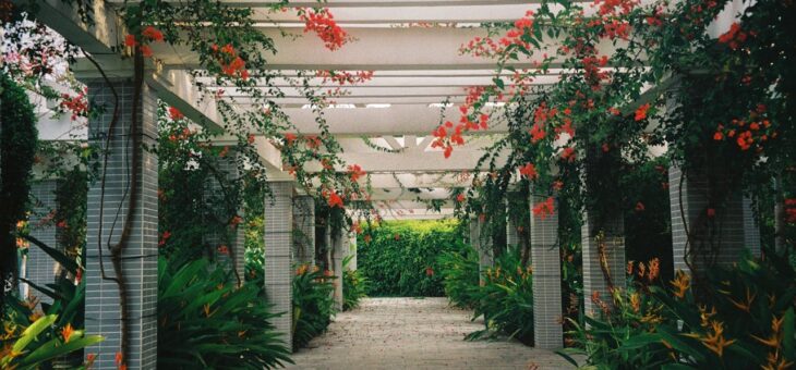 6 idées de plantes grimpantes pour habiller une pergola